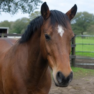 Bramble, a bay pony with a white forehead star, looking towards the camera.