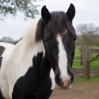 Marble, a piebald pony, standing calmly in the yard.