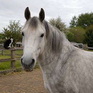 Pepper, a grey mare, ears pricked.